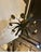 Antique Painted Pineapple Tole and Zinc Candle Chandelier For Sale - Image 4 of 4