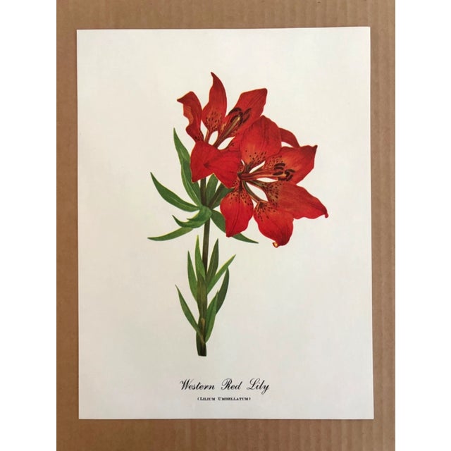 Up for sale is this charming print from an original painting by noted artist Mary Vaux Walcott (1860-1940), matted in an...