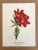 Up for sale is this charming print from an original painting by noted artist Mary Vaux Walcott (1860-1940), matted in an...