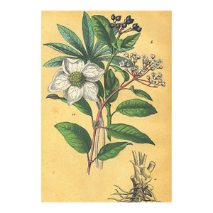 1860's French Antique Botanical Chromolithograph-Buttercups"-Documentation, Matted