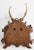 Antique Black Forest Roe Deer Antlers Hunting Trophy Mount For Sale In Houston - Image 6 of 7