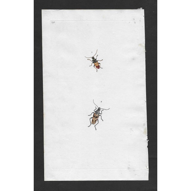 Antique Insect Handcolored Engraving | Chairish
