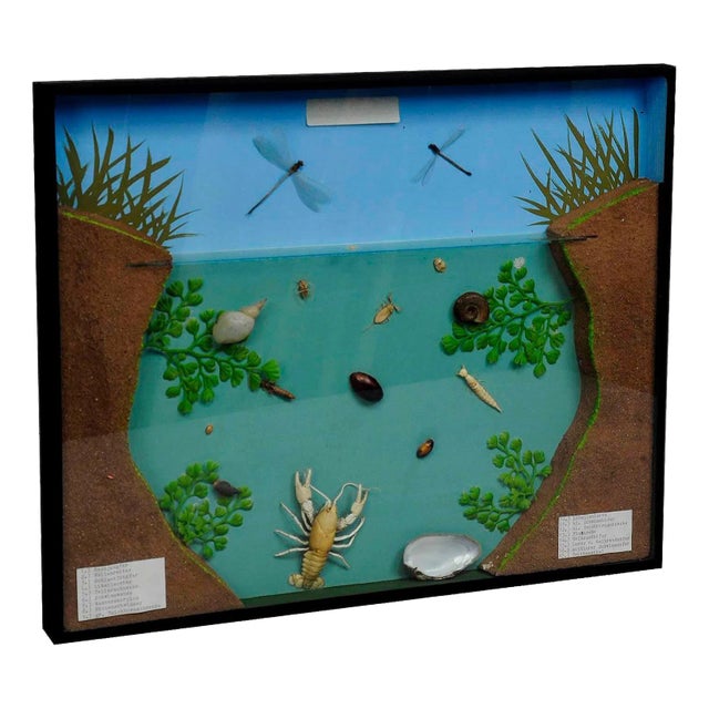 Fresh Water Habitat School Teaching Displa For Sale
