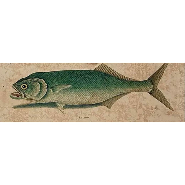 18th Century Mark Catesby Engraving, "Red Hind and Skipjack Tuna" For Sale - Image 5 of 11