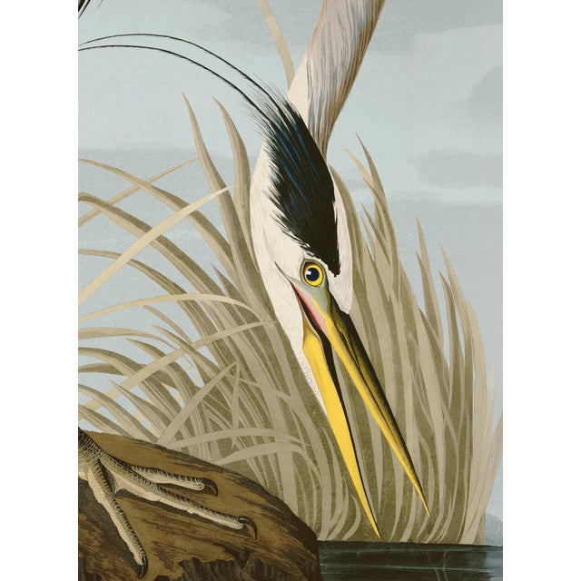 Audubon American Great Blue Heron Giclee Print For Sale In Atlanta - Image 6 of 7