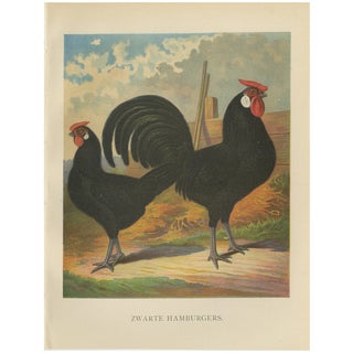 The Sleek Black Hamburg Chicken, 1888, Lithograph For Sale