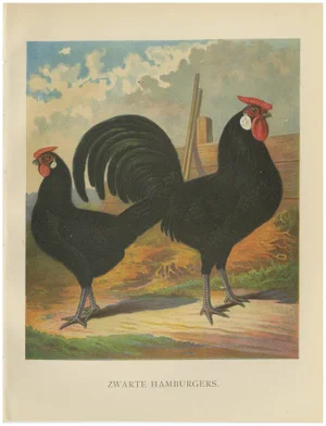The Sleek Black Hamburg Chicken, 1888, Lithograph