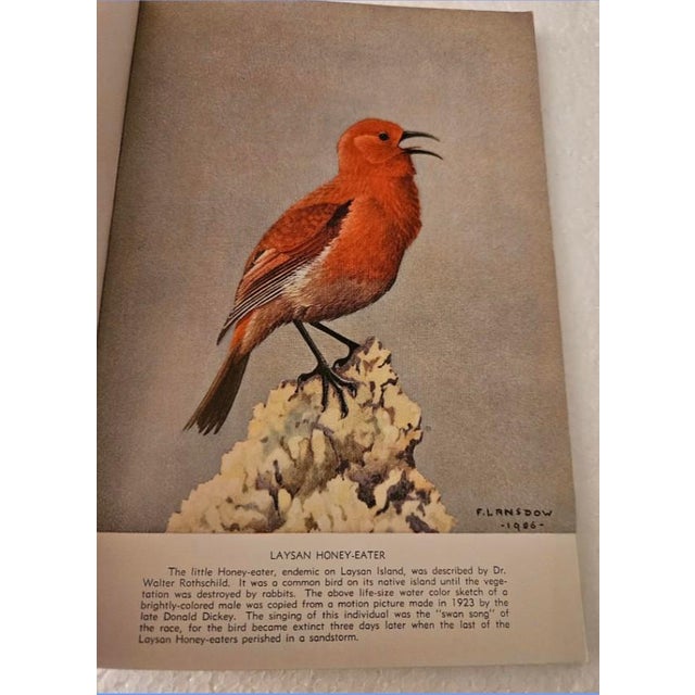 Birds of Midway Island and Laysan Islands Denver Museum Pictorial Book Alfred Bailey 1956 For Sale - Image 4 of 4