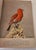 Birds of Midway Island and Laysan Islands Denver Museum Pictorial Book Alfred Bailey 1956 For Sale - Image 4 of 4