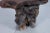 Mid-Century Modern Sculptural Free Form Redwood Burl Side Tables, 1960s For Sale - Image 12 of 12
