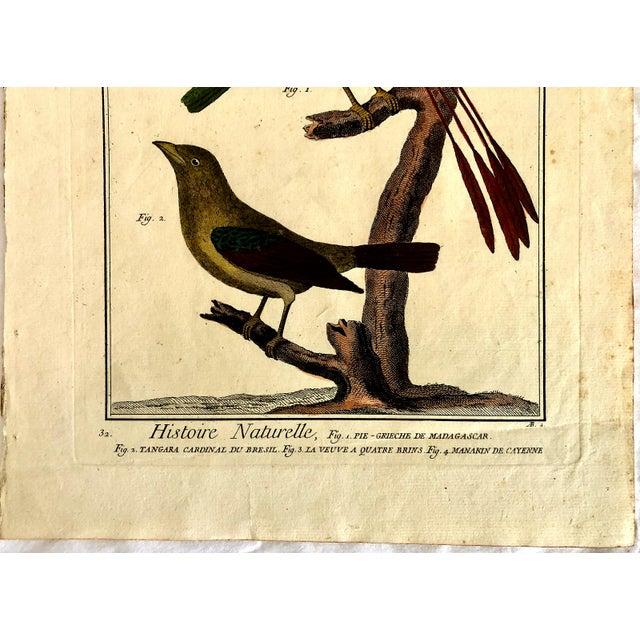French 18th-Century Pair of French Hand-Colored Copperplate Engravings of Exotic Birds, by François-Nicolas Martinet For Sale - Image 3 of 18