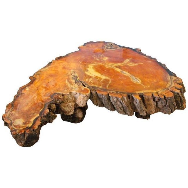 Vintage Cypress Tree Trunk Coffee or Cocktail Table Chairish