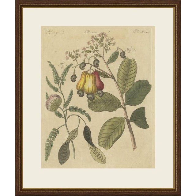 This antique botanical print from bertuch's bilderbuch shows the cashew tree with its colourful cashew apples and kidney...