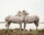 Camargue, France, 2011 The horses of the Camargue are an ancient breed. Photographing these beautiful creatures was a...