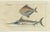 Aeg, Sword Fish and John Dory and Haddock, 1832, Paper, Set of 3 For Sale - Image 4 of 7