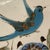 Mexican Ken Edwards Hexagonal Dish Hand-Painted Stoneware - Bluebird & "Flor De Tonalá" For Sale - Image 3 of 6