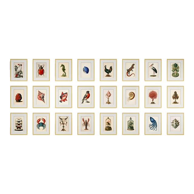 Set of 24 — Natural History Cabinet of Curiosities | 19th-Century Natural History Plates | Vintage Scientific Illustration | Gallery Wall Collection For Sale