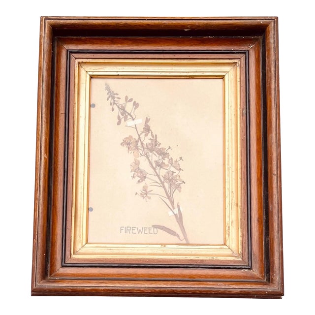 Antique Pressed Wildflowers Botanical Herbarium Specimen 1936 Beautifully Displayed in 19th Century Gilt Walnut Frame For Sale