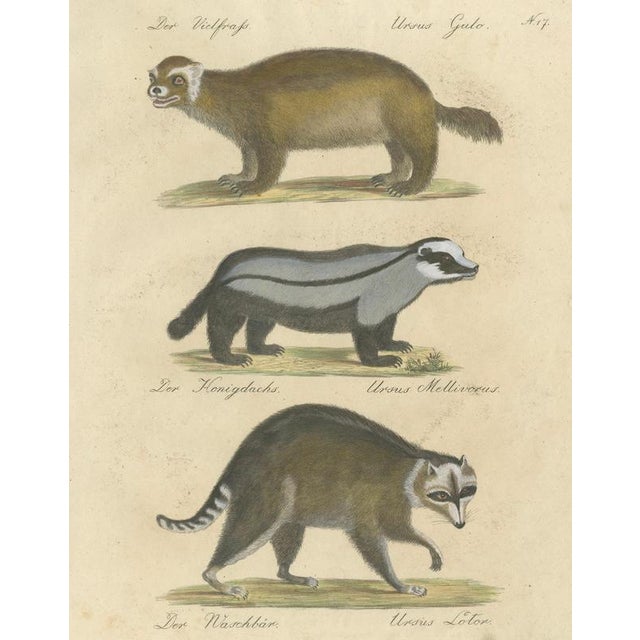 Brodtmann, Raccoon, Honey Badger & Wolverine, Lithograph, 1816 For Sale - Image 3 of 10
