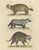 Brodtmann, Raccoon, Honey Badger & Wolverine, Lithograph, 1816 For Sale - Image 3 of 10