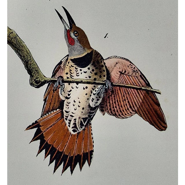 Audubon Red-Shafted Woodpecker: A First Octavo Edition Audubon Hand-Colored Lithograph, 1840 For Sale - Image 4 of 5
