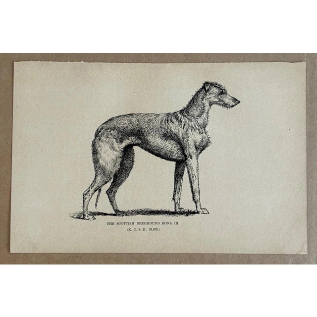 Up for sale is this charming antique dog print from a veterinary guide published in the 1890s and illustrating breed...