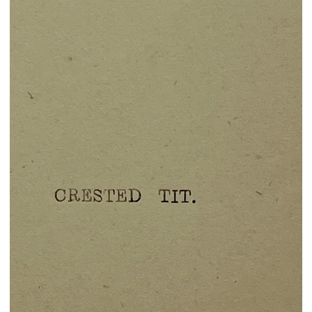 Antique Hand Tinted Bird Print From England Featuring a Crested Tit - Circa 1880 For Sale - Image 10 of 12