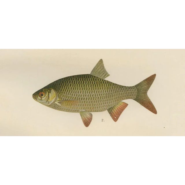 Late 19th Century Wilhelm von Wrigh, Freshwater Fish from Scandinavia, 1895, Lithograph on Paper For Sale - Image 5 of 10