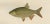 Late 19th Century Wilhelm von Wrigh, Freshwater Fish from Scandinavia, 1895, Lithograph on Paper For Sale - Image 5 of 10