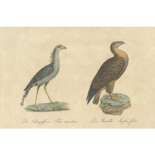 Karl Joseph Brodtmann, Birds of Prey, 1816, Lithograph For Sale - Image 6 of 9