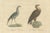 Karl Joseph Brodtmann, Birds of Prey, 1816, Lithograph For Sale - Image 6 of 9