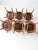 Antique Victorian Bentwood Dining Chairs Set of 6 For Sale - Image 14 of 15