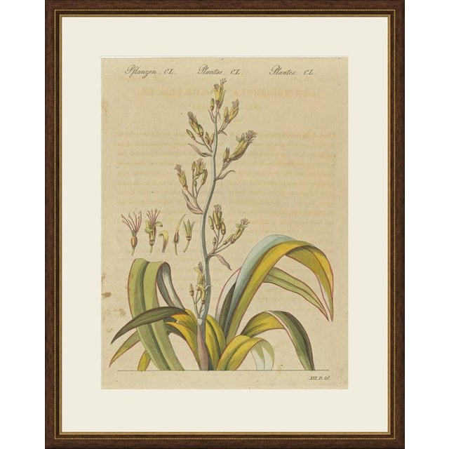 This antique botanical print from bertuch's bilderbuch shows the new zealand flax, phormium tenax, with its tall flowering...