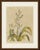This antique botanical print from bertuch's bilderbuch shows the new zealand flax, phormium tenax, with its tall flowering...