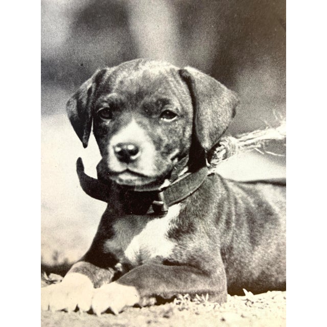 Wonderful book illustration from much-loved children's book on dogs. Puppy dog print. Ready for framing! Great for a...