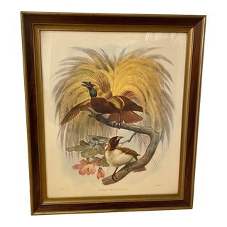 Framed Lithograph Paradisea Minor by J.Smit.lith For Sale