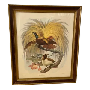 Framed Lithograph Paradisea Minor by J.Smit.lith