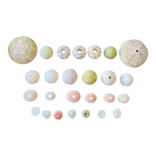 26 Pieces of Vintage Sea Shell Specimen Marine Collection For Sale