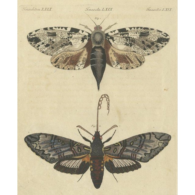 Bertuch, Two Large Exotic Moths, 1815, Print For Sale - Image 12 of 12