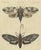 Bertuch, Two Large Exotic Moths, 1815, Print For Sale - Image 12 of 12