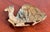 Vintage Solid Brass Camel Dish / Change Tray For Sale - Image 4 of 5