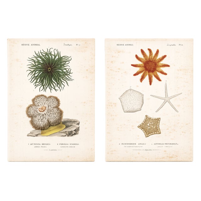 Anemone & Starfish, Original Prints by George Cuvier, 1836 (Set of 2) For Sale