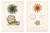 Anemone & Starfish, Original Prints by George Cuvier, 1836 (Set of 2) For Sale