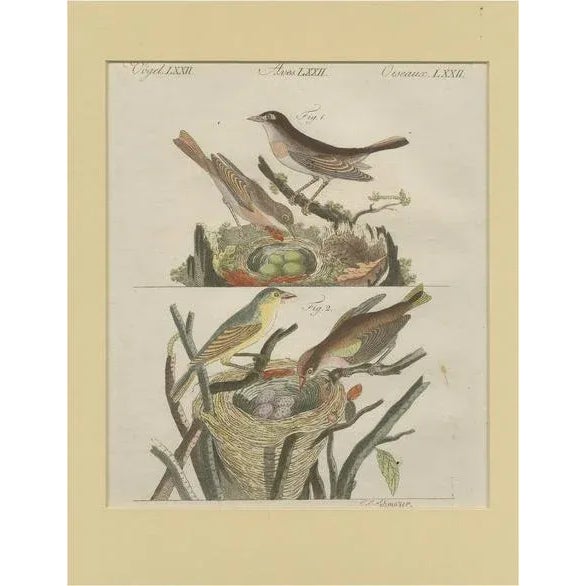 Schmuzer, Nightingales, Engraving For Sale - Image 6 of 6