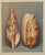 1935 Rare Set of 3 French Lithographs- Sea Shells For Sale - Image 4 of 7