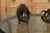 Pair of American Midcentury Bronze Pig Sculptures in Dark Patina For Sale - Image 9 of 12