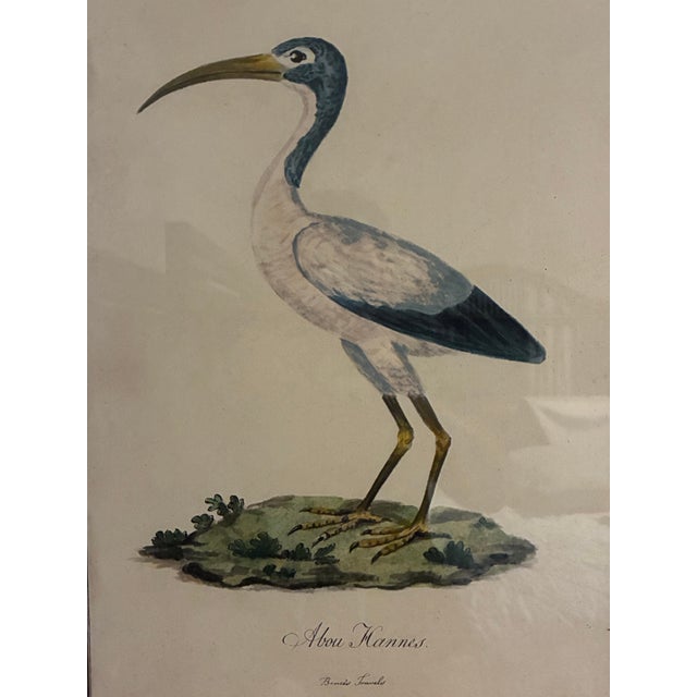 Traditional Natural Curiosities “Abou Hannes” Sacred Ibis Bird Print in Faux Bamboo Frame For Sale - Image 3 of 8