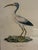 Traditional Natural Curiosities “Abou Hannes” Sacred Ibis Bird Print in Faux Bamboo Frame For Sale - Image 3 of 8