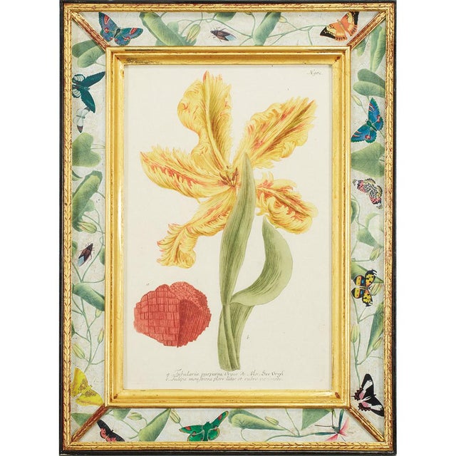 Hand-Colored Botanical Engravings by Johann Wilhelm Weinmann, Set of 4 For Sale - Image 5 of 7