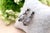 Earrings in 19.2k Gold and Paw with Diamonds, Set of 2, in Worn conditions.